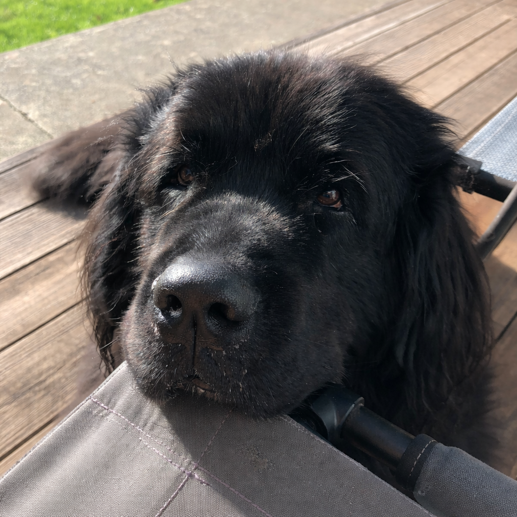 Oliver, a 160-pound Newfoundland — the inspiration behind The Lean